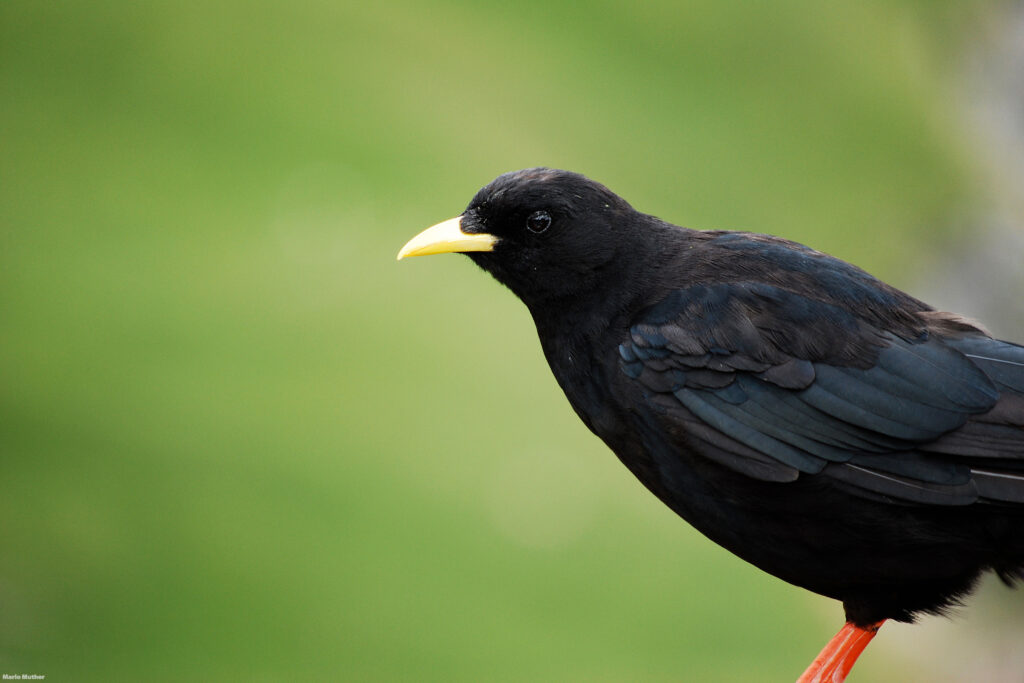 Die Schwarzdrossel ist bekannt für ihren wunderschönen Gesang, der den Frühling ankündigt und die Natur mit Leben erfüllt. Ihr melodischer Gesang ist ein Symbol für Erneuerung und neues Wachstum.