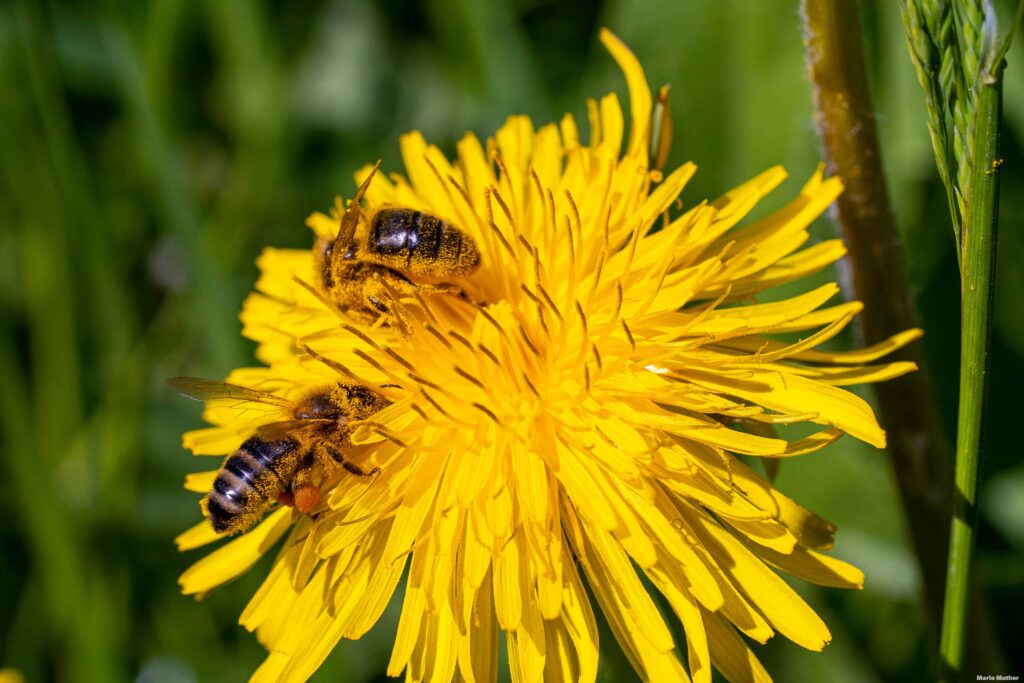 Die Szene vermittelt eine Atmosphäre von Fleiss und Harmonie, in der die Bienen koordiniert und zielgerichtet ihre Aufgaben erfüllen. Die Blumen und Pflanzen des Kantons Uri bieten den Bienen eine reiche Vielfalt an Nahrungsquellen.