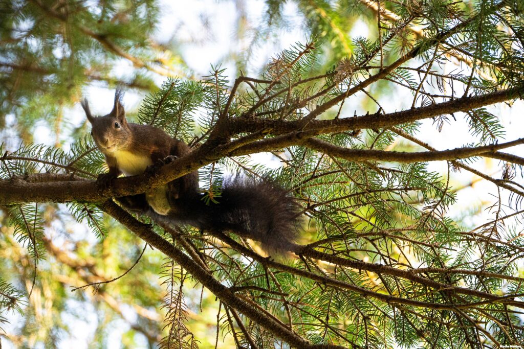 Diese Szene erinnert uns an die faszinierende Tierwelt, die oft in unserer unmittelbaren Umgebung existiert. Das Eichhörnchen auf dem Baum lädt uns dazu ein, die Natur mit offenen Augen zu betrachten und die kleinen Wunder der Tierwelt zu schätzen, die uns umgeben.