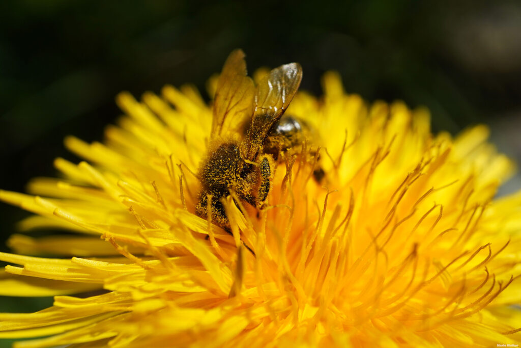 Diese Szene erinnert uns an die Bedeutung der Bienen für unsere Umwelt und unsere Nahrungsmittelversorgung. Sie lädt uns dazu ein, die Arbeit der Bienen zu schätzen und uns für ihren Schutz einzusetzen, damit sie weiterhin ihre unverzichtbare Rolle in der Natur spielen können.