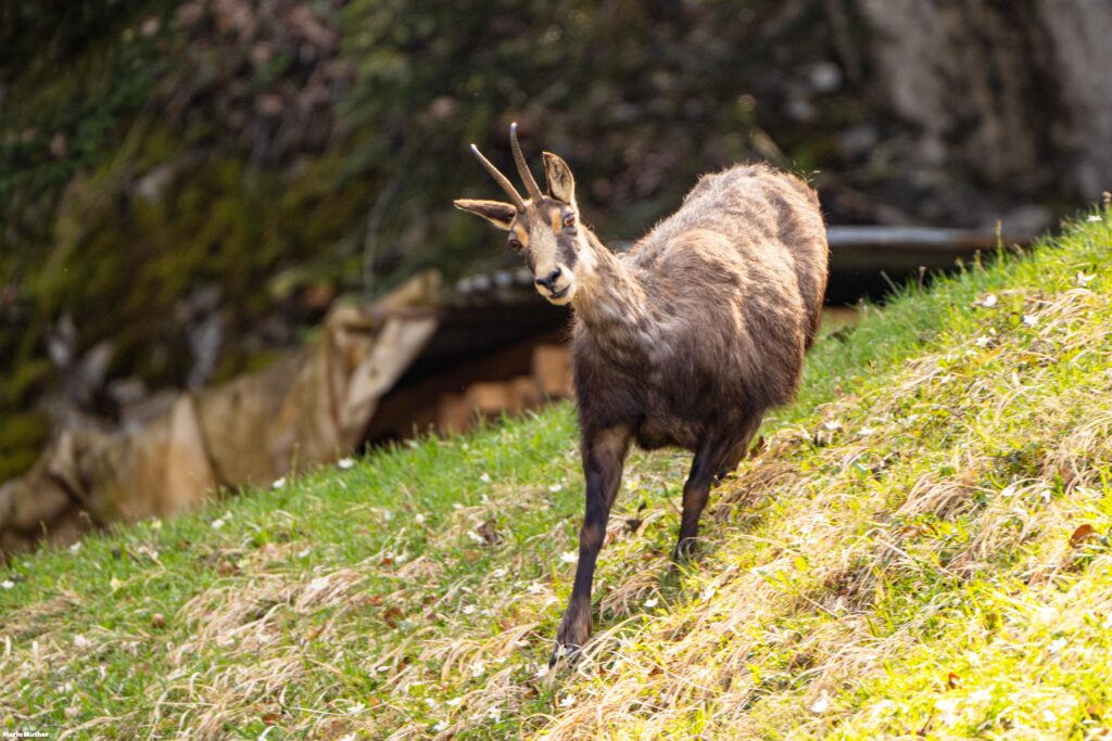 Der Anblick einer Gemse auf der Wiese ist ein Zeichen der Schönheit und Erhabenheit der Natur und lässt uns die Einzigartigkeit und den Wert der alpinen Lebensräume schätzen.