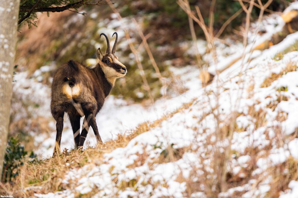 Diese Szene einer Gemse am Waldrand erinnert uns daran, wie faszinierend und vielfältig die Tierwelt ist. Sie lädt dazu ein, die Schönheit der Gemse und ihrer natürlichen Lebensräume zu schätzen und die Wichtigkeit des Naturschutzes zu erkennen, um solche Begegnungen weiterhin zu ermöglichen.