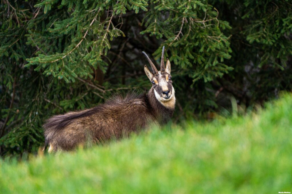 Die Bäume bilden einen beeindruckenden Rahmen um die Gemse und vermitteln eine Atmosphäre von Ruhe und Naturverbundenheit. Der Wald bietet der Gemse nicht nur Schutz vor möglichen Gefahren, sondern auch eine reiche Nahrungsquelle.