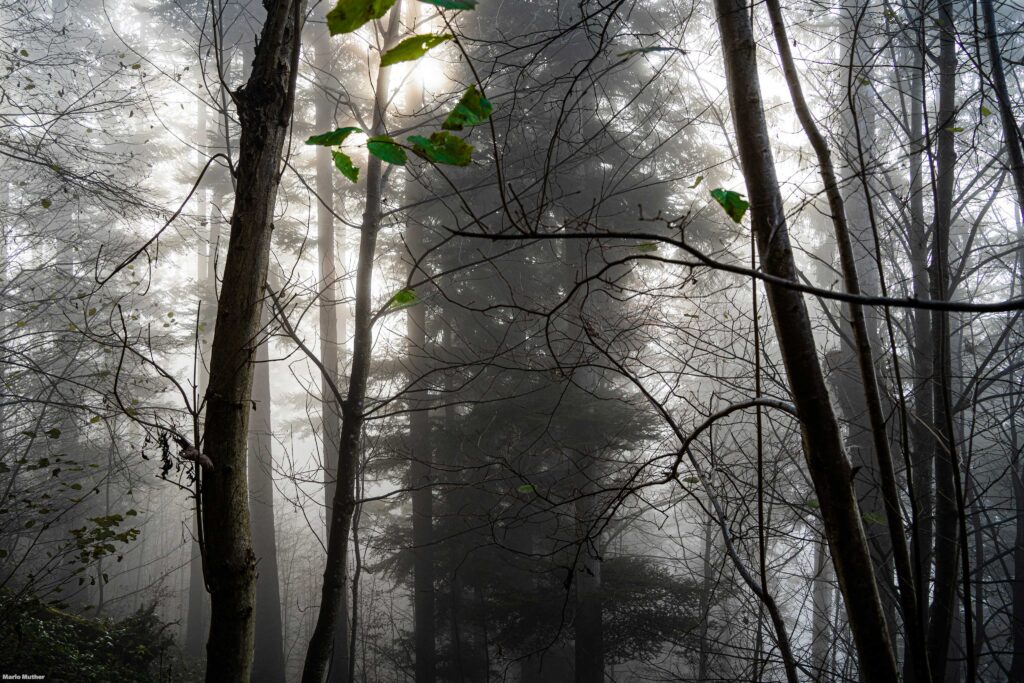 Im Kanton Uri erstreckt sich der Schattdorfer Wald, der in einem mystischen Nebel gehüllt ist. Das Bild zeigt eine faszinierende Szenerie, in der der dichte Nebel die Bäume und den Waldboden umhüllt.