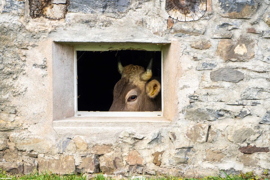 Der Blick der Kuh aus dem Stallfenster erinnert daran, wie eng verbunden die Menschen in ländlichen Gebieten mit der Natur und der Landwirtschaft sind. Es ist ein Moment der Verbundenheit mit den Tieren und der Umgebung.