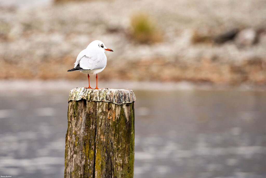 Die Möwe, mit ihrem weissen Federkleid und den auffälligen Flügeln, hebt sich deutlich von der Umgebung ab. Der Poller dient ihr als erhöhter Ruheplatz, von dem aus sie die umliegende Landschaft überblicken kann.