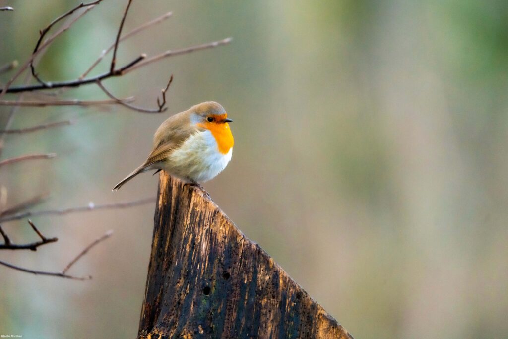 Ein charmantes Rotkehlchen sitzt gemütlich auf einem Baumstumpf. Es wirkt ruhig und gelassen, während es von seinem erhöhten Aussichtspunkt aus die Umgebung beobachtet.