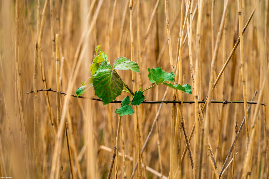 Die grünen Blätter im Schilf vermitteln ein Gefühl von Frische und Vitalität. Sie erzeugen ein beruhigendes und harmonisches Bild, das die Schönheit der Natur widerspiegelt.