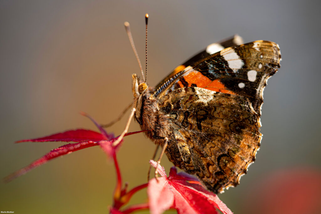 Der Schmetterling symbolisiert Schönheit, Leichtigkeit und Transformation. Er erinnert uns an die Wunder der Natur und die Vergänglichkeit des Lebens. Diese Szene vermittelt eine ruhige und friedliche Atmosphäre, in der wir die kleinen Freuden der Natur bewundern können.