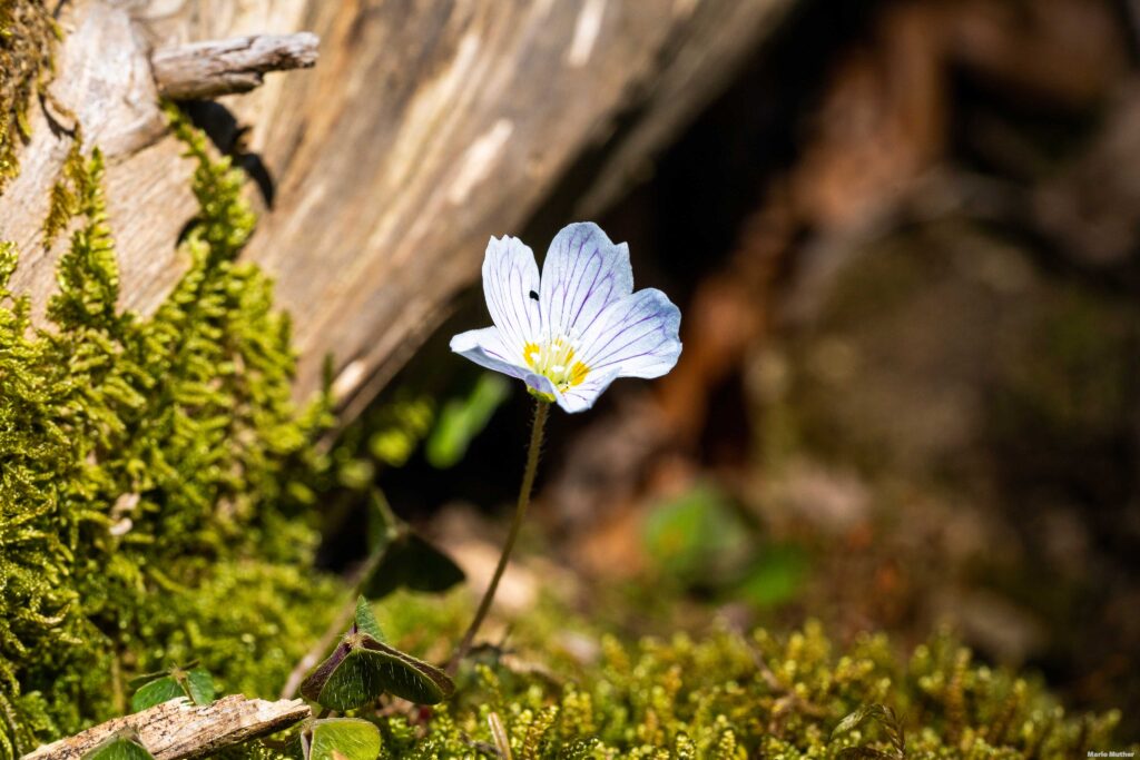 Einzelnes Wald-Sauerklee (Oxalis acetosella) im Wald von Schattdorf im Kanton Uri. Das Bild zeigt eine Nahaufnahme einer zarten Waldpflanze, die als Wald-Sauerklee bekannt ist. Der Wald-Sauerklee ist eine krautige Pflanze mit herzförmigen Blättern und zarten weissen Blüten.