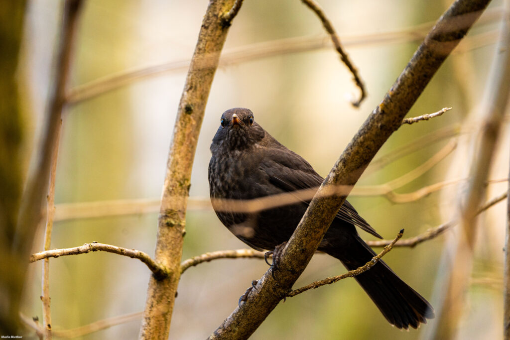 Der Blick der Amsel am Urner Reussdelta fängt die Schönheit und Gelassenheit der Natur ein, die dieses einzigartige Ökosystem prägen.