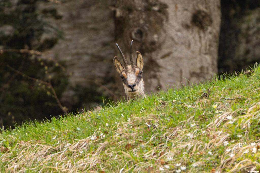 Mit wachsamen Augen und majestätischen Hörnern thront die Gemse in der Urner Bergwelt. Der Ausdruck im Gesicht der Gemse zeigt Stärke, während sie die Umgebung beobachtet.