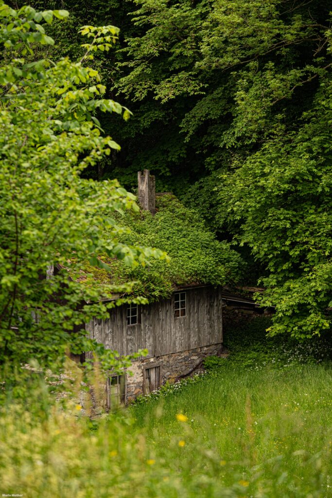 Ein altes Haus liegt versteckt im wunderschönen Wald von Attinghausen im Kanton Uri. Das Blätterdach schafft einen zauberhaften Effekt, wenn Sonnenstrahlen durch die Blätter hindurchscheinen und sanfte Schattenspiele auf das Haus werfen.