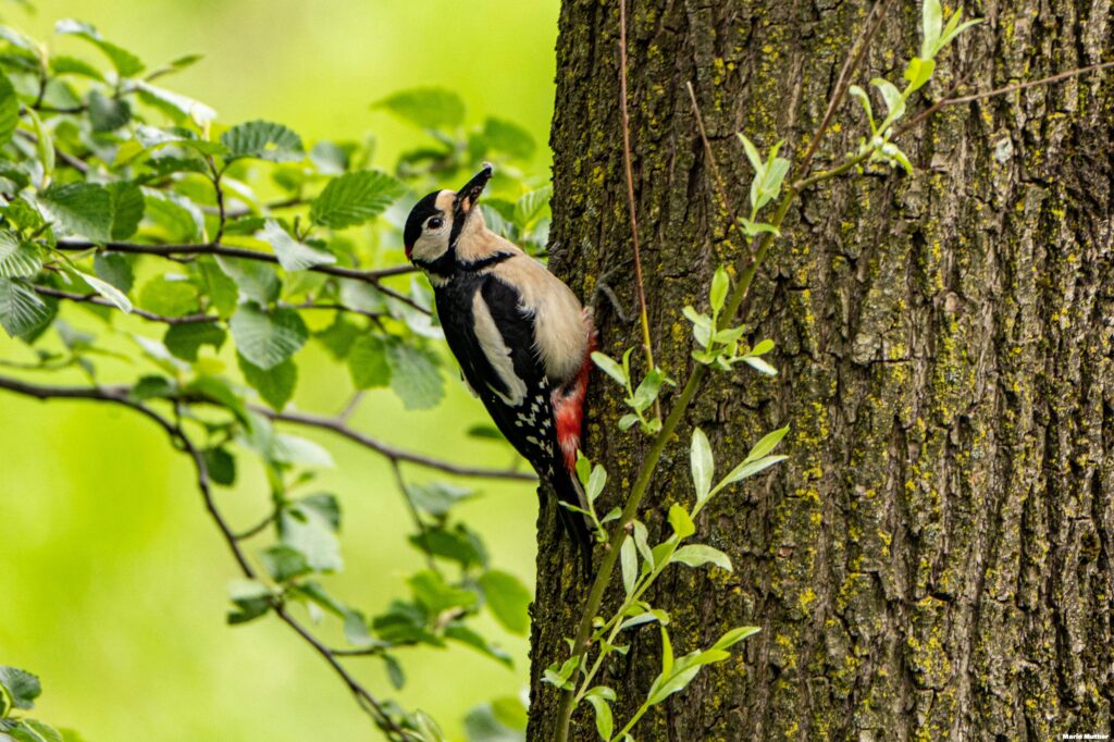 Die Szene vermittelt eine lebendige Atmosphäre, in der der Specht seine natürlichen Fähigkeiten zeigt. Seine kräftigen Beine und sein kräftiger Schnabel ermöglichen es ihm, sich sicher auf dem Baum zu bewegen und Nahrung zu finden.