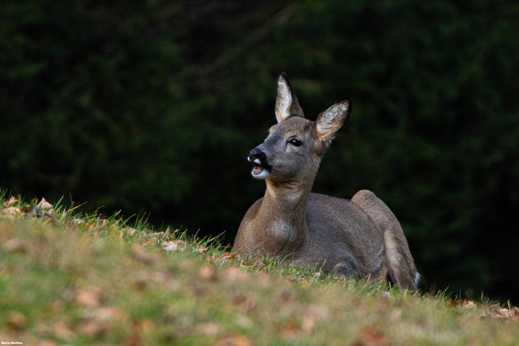 Ein Reh ruht auf der saftig grünen Wiese am Rande des Waldes.