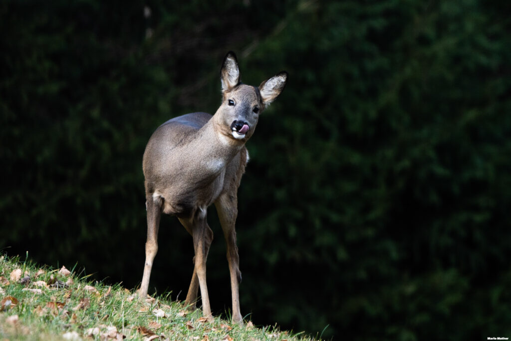 Ein Reh steht am Rand des Waldes und betrachtet die Umgebung mit neugierigen Augen.