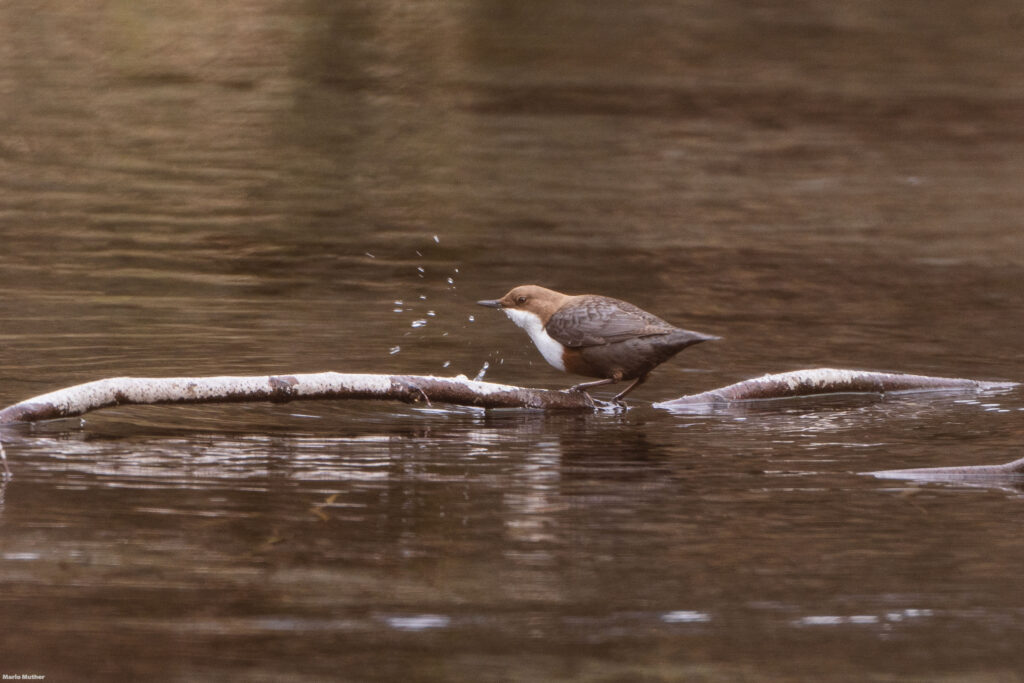 Eine Wasseramsel sitzt auf einem Ast in Mitte eines klaren Baches. Im Hintergrund plätschert das fliessende Wasser sanft über die Steine